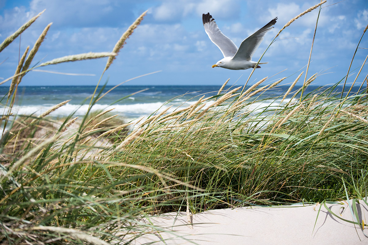 Beautiful shot of a white seagull flying over the coast